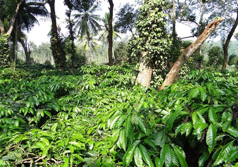 Coffee Plantations of Coorg, Karnataka
