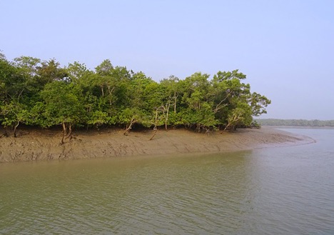 Mangroves of Sundarbans, West Bengal