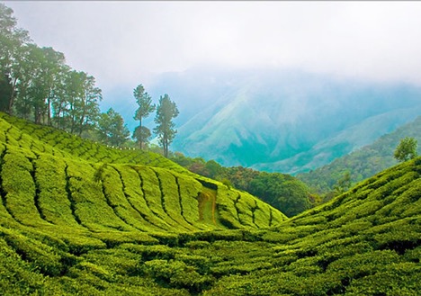 Tea Gardens of Munnar, Kerala