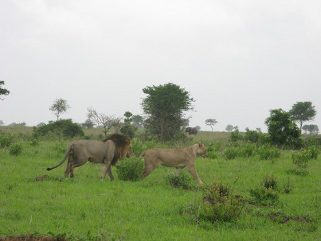 Lion - Tanzania