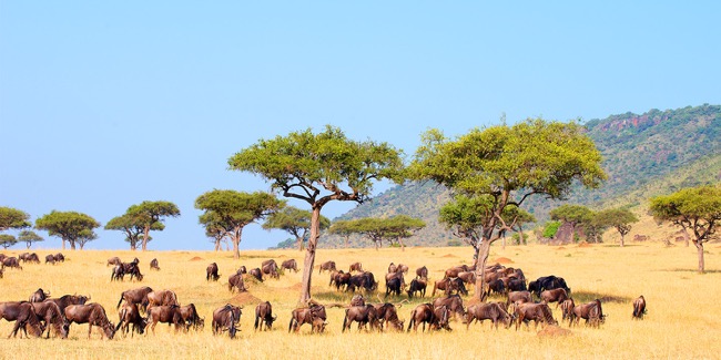 When to go for the safari