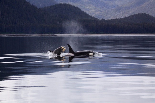 You get to see the coastline and wildlife while in the passage
