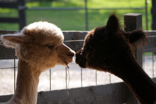The Alpaca Experience - Tour the Farm