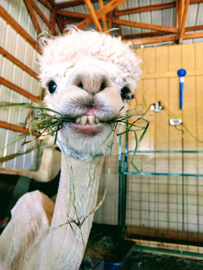Alpaca