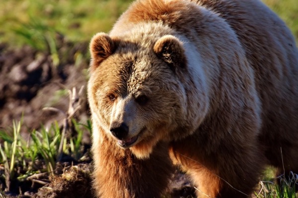 Dancing Bears’ Park