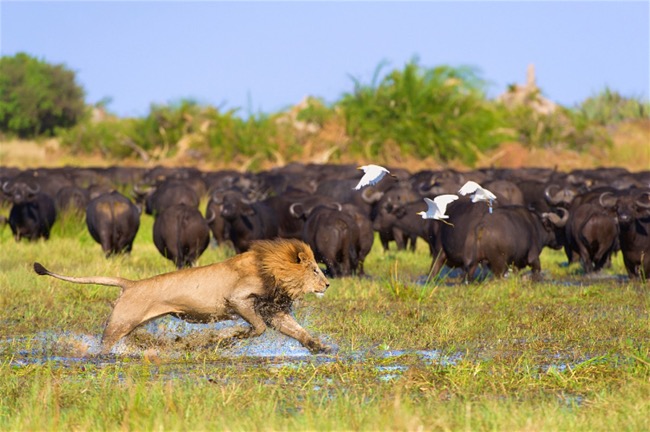 Okavango Delta Safari – Botswana