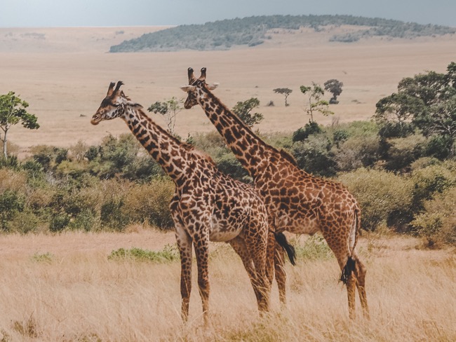 Discovering Kenya - One Nature Reserve At a Time