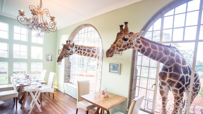Packing and must-see guide for a Kenyan Safari