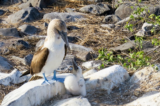 A Comprehensive Guide About Galapagos Cruise