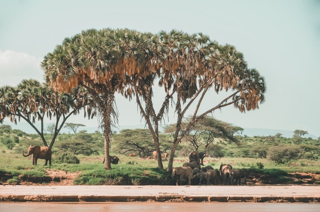 When is the Best Time to Visit Kenya