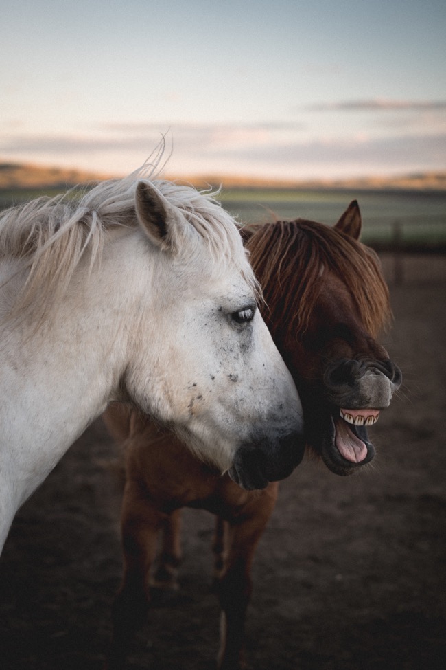 Wild horses