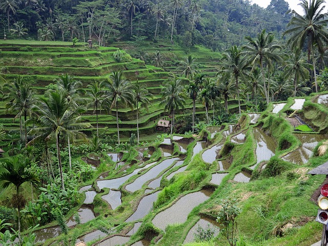 Rice Terraces