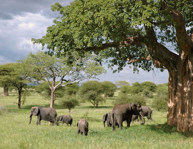 Why Winter Is the Perfect Safari Season in Africa