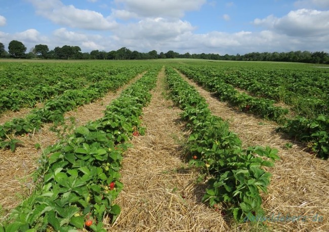 Explore the best strawberry farms in Mahabaleshwar