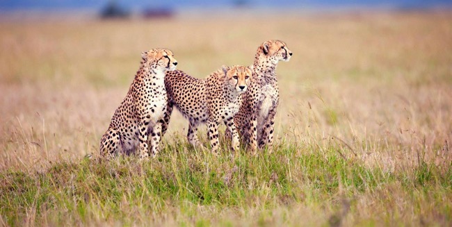 Serengeti National Park Safari – Tanzania