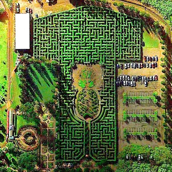 Pineapple Maze