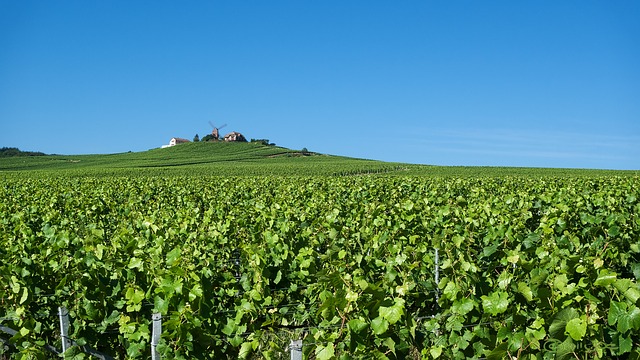 Popular wine tours in France